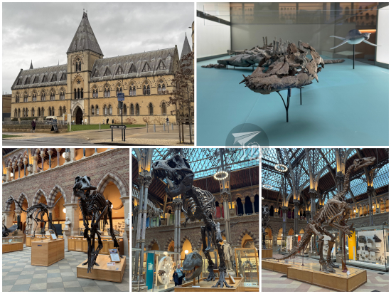 Oxford Museum of Natural History building from the outside, and exhibits: dinosaurs and other fossils.