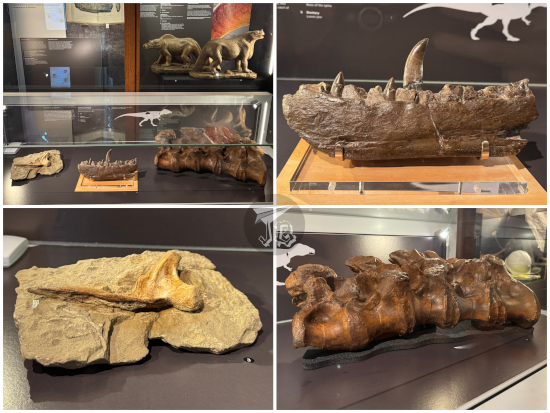 Oxford Museum of Natural History exhibits: pieces of the original megalosaurus fossil.