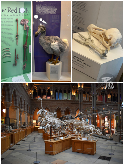 Oxford Museum of Natural History exhibits: reddish human bones from the Red Lady (who turned out to be a man), reconstructed dodo, printouts from the dodo remains the miseum has, a collection of skeletons.