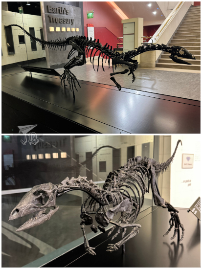 Enigmacursor mollyborthwickae, the one and only skeleton of this small theropod dinosaur.