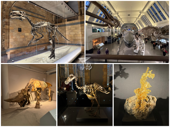 Natural History Museum London exhibits: Maiasaurus skeleton, mammal hall, rhino skeleton, dodo skeleton, gold ore in the shape of a dragon.