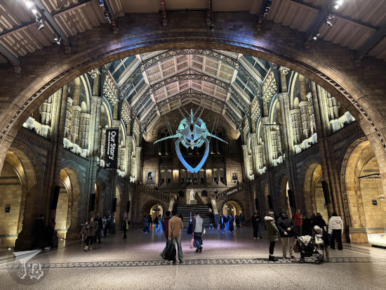 Hintze Hall and Hope the blue whale of the Natural History Museum London from the entrance.
