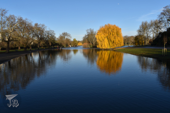 Regent's Park waterfront in the autumn. Trees on the left are bare, trees on the right are golden.