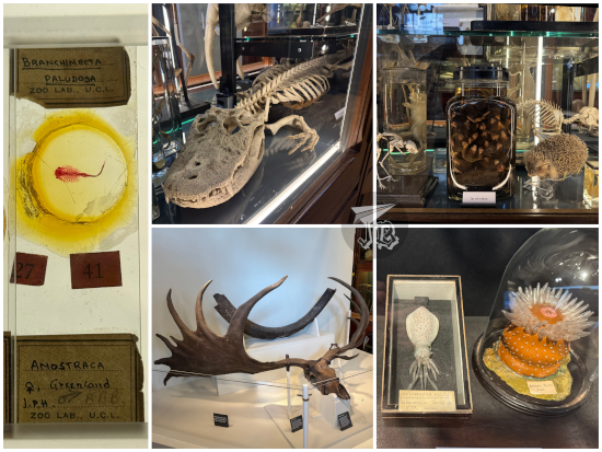 Grant museum of Zoology exhibits: a cocrodile skull, an old microscope slide, giant deer antlers, glass models of anemone and squid, and the (in)famous jar of moles.