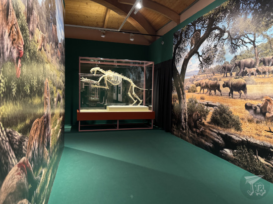 A room with a reconstruction of a sabretoothed cat skeleton and palaeoart on the walls, depicting the animal in real life.