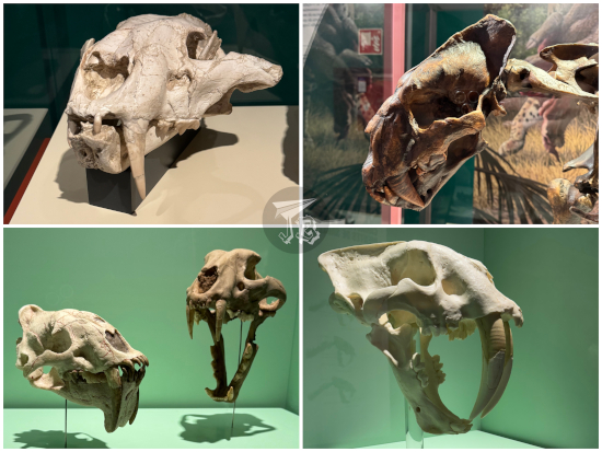 Collage: Real sabretoothed cat skull and different reproductions. In all the cases the fangs protude way under the jaw.
