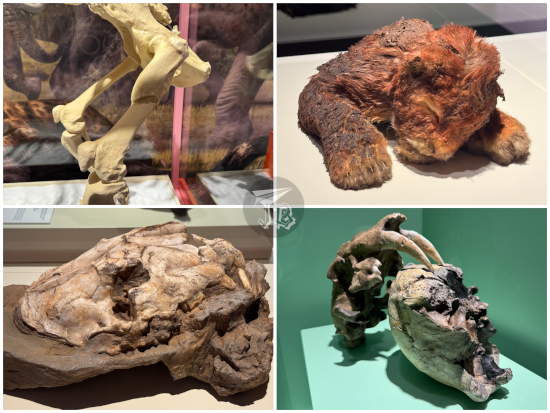 Collage: broken sabretoothed hind leg, mummified cub reproduction, skull fossil, reconstruction of the cat's bite on a hominini's skull.