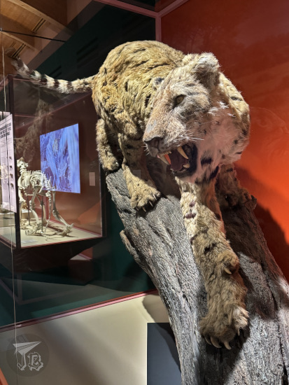 Reconstruction of a sabretoothed cat.