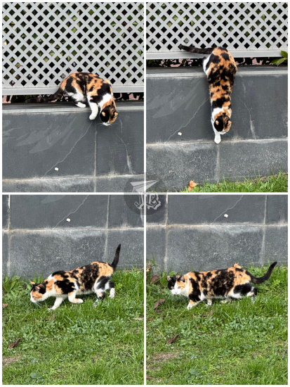 House cat jumping onto the grass.
