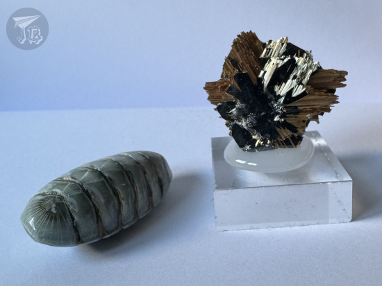 Fossil and rutile mineral