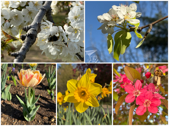Flowering trees and plants, one of them with a bumblebee