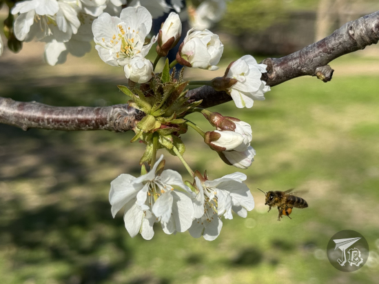 A bee carrying a blob of nectar flying into a flower