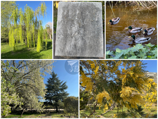 Collage showing non-flowering plants, a small flock of mallards and a reproduction of an archaeopteryx slab.