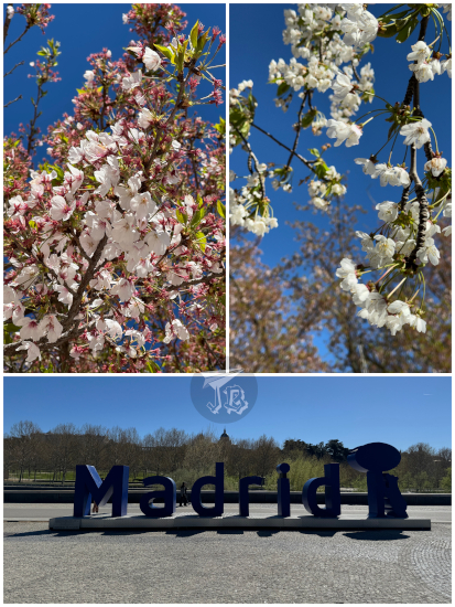 Spring blossoms and the Madrid sign