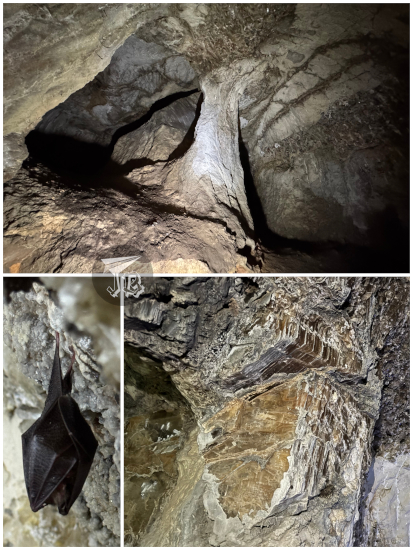 Gypsun crystal mine (and a sleeping little bat)