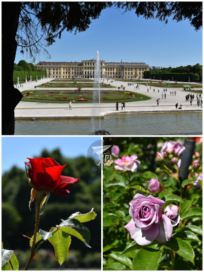 Garden with fountains and roses