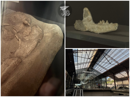 Reproduction of fossils