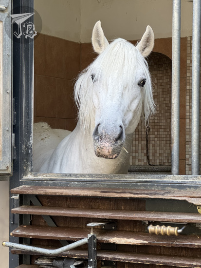 White horse looking at the camera
