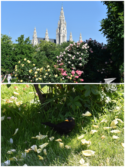 Rose garden with a neo gothic building in the background and a blackbird jumping on the grass