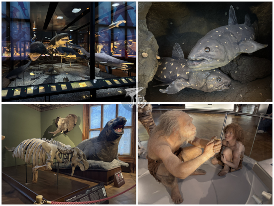 Natural History Museum artefacts: taxidermies of sharks and an elephant seal and dioramas of primitive fish and Neanderthal men
