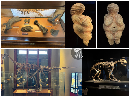 Natural History Museum artefacts: some fossil bones, a reconstructed dinosaur skeleton, skeleton of a mountain lion, statuette of a small fat woman